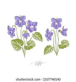 Peri Violet spring Easter flower botanical hand drawn vector illustration set isolated on white. Vintage romantic cottage garden Viola florals curiosity cabinet aesthetic print.