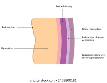 The pericardial membrane enveloping the heart comprises three layers and forms the pericardial cavity. Similarly, the heart wall has three layers, with the epicardium common to both