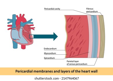 Pericardial membranes and layers of the heart wall