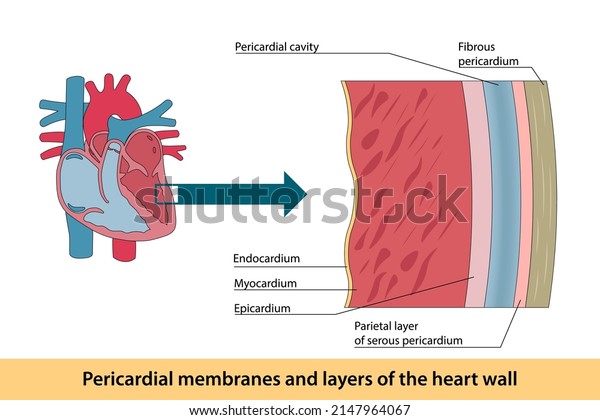 Pericardial Membranes Layers Heart Wall Stock Vector (Royalty Free ...