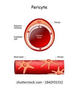 Pericyte Anatomy. Structure Of Blood Vessel. Cross Section Of Capillary With Basement Membrane, Capillary Lumen, Endothelial Cells, And Rouget Cells. 