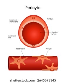 Estrutura de pericyte em vaso sanguíneo