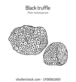 Perigord or French black truffle (Tuber melanosporum), edible mushroom. Hand drawn botanical vector illustration