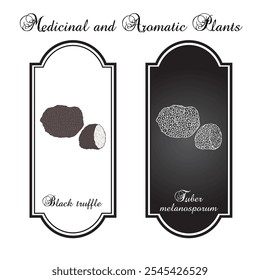 Perigord or French black truffle (Tuber melanosporum), edible mushroom. Hand drawn botanical vector illustration