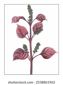 Perilla frutescens Britt, hand-painted floral and botanical painting, hand-painted herbal painting, natural herbs.