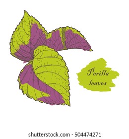 Perilla leaves vector illustration