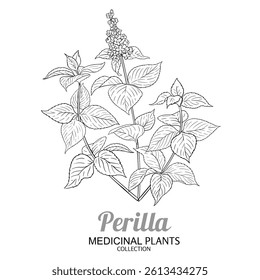 Perilla Plant with Flowers Outline Illustration.