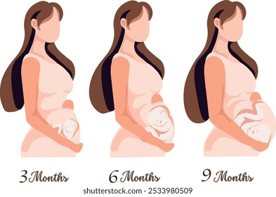  Periodos de crecimiento fetal en el útero de la madre