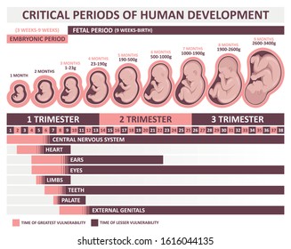 Сritical periods of human development. Stages of embryo development by month (week)