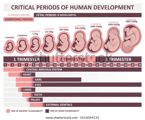 Сritical periods of human development. Stages of\
embryo development by month\
(week)