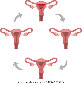 Periodos. Menstruación. Ilustración vectorial plana con caracteres uteros. Higiene femenina