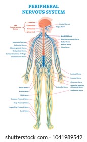 Peripheral nervous system, medical vector illustration diagram with brain, spinal cord and full body nerve scheme.