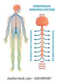 Peripheral nervous system, medical vector illustration diagram with brain, spinal cord and nerves. Educational scheme poster.