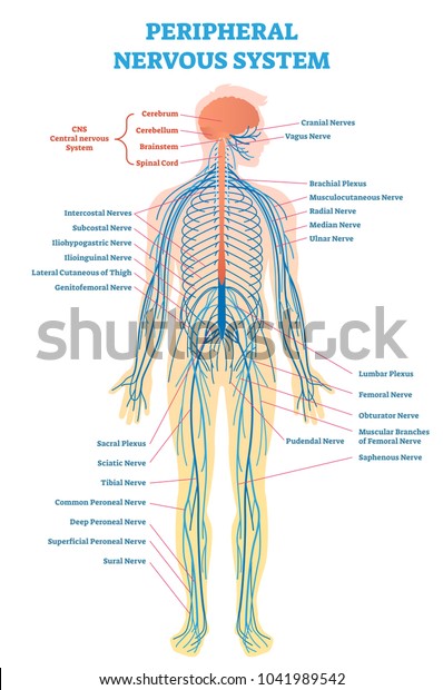 末梢神経系 脳 脊髄 全身神経を使った医療ベクターイラスト図 のベクター画像素材 ロイヤリティフリー