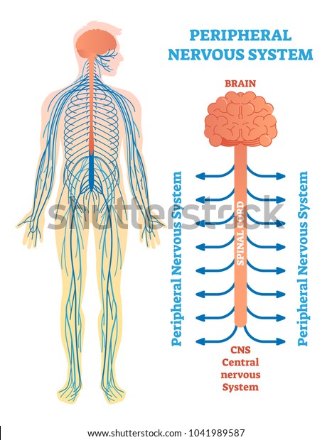 Peripheral nervous system, medical vector\
illustration diagram with brain, spinal cord and nerves.\
Educational scheme\
poster.