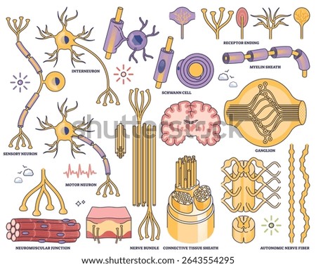 Peripheral nervous system worksheet shows neurons, nerve bundles, and myelin sheath in a clear outline style for educational use. Outline style collection