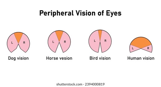 Peripheral vision of eyes of human,dog, bird and horse. The visual field of the left and right eye. Binocular fusion and depth perception. Scientific resources for teachers and students.