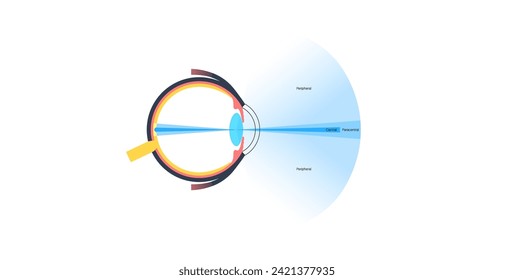 Peripheral vision infographic diagram. Indirect vision, capturing the human eye expanded field of view beyond central focus, see in low light conditions. Tunnel vision problems. Eyeball medical poster