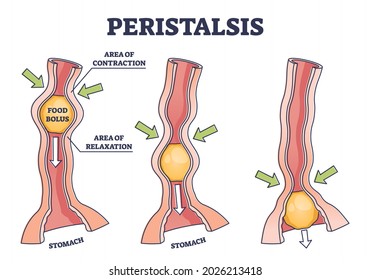 Peristalsis as anatomical food swallow process explanation outline diagram. Educational labeled healthy gastrointestinal food bolus movement reflex with body contraction area vector illustration.