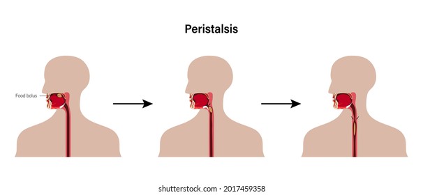 Peristalsis, involuntary wave like muscle contractions which move food bolus