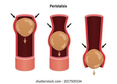 Peristalsis, involuntary wave like muscle contractions which move food bolus. Biological education