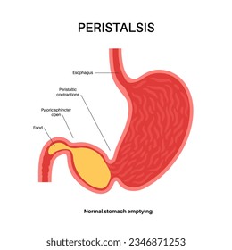 Peristalsis movement anatomical poster. Muscles moves chyme through digestive system. Gastrointestinal tract concept. Food in the human body. Esophagus stomach and intestines flat vector illustration