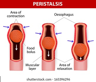 Peristalsis, or wave-like contractions of the muscles in the outer walls of the digestive tract, carries the bolus by the esophagus. Peristalsis does the stomach, small intestine, and large intestine.