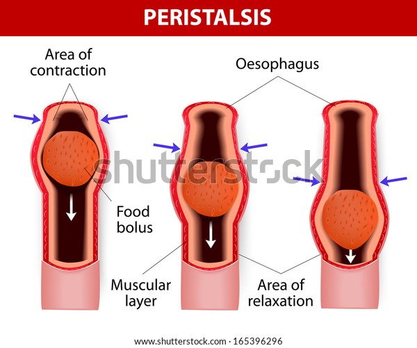 Peristalsis, or wave-like contractions of the\
muscles in the outer walls of the digestive tract, carries the\
bolus by the esophagus. Peristalsis does the stomach, small\
intestine, and large\
intestine.