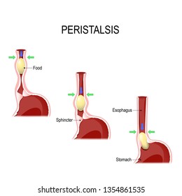 Peristalsis is waves of alternate contraction and relaxation from Esophagus and stomach to intestine. esophageal motility. Vector illustration for medical, biological, educational and science use