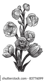 Peristeria Elata, Vintage Engraved Illustration. Trousset Encyclopedia (1886 - 1891).