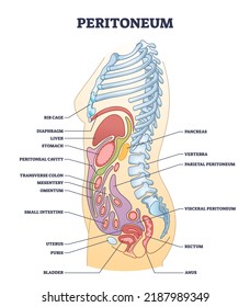 Membrana peritoneum como tejido muscular liso en el diagrama esquemático de cavidad abdominopelvica. Esquema educativo etiquetado con órganos estomacales internos a partir de la ilustración vectorial de visión lateral. Órgano corporal humano