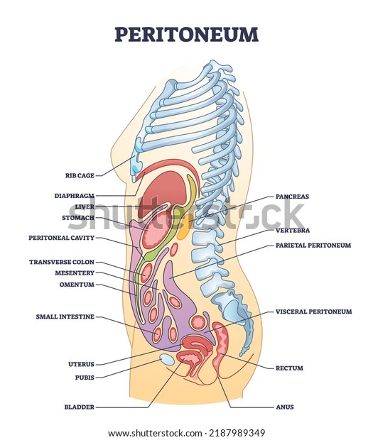 Peritoneum membrane as smooth muscle tissue in\
abdominopelvic cavity outline diagram. Labeled educational scheme\
with inner stomach organs from side view vector illustration. Human\
body organ