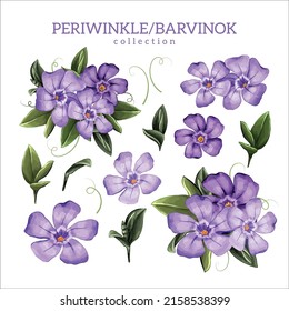 Periwinkle or barvinok flowers and leaves collection, color illustration