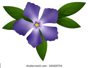 Periwinkle in blue color illustration