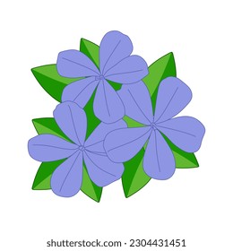 Periwinkle flower with leaves in flat vector illustration. Periwinkle flower isolated on white background for decorations of greeting cards and invitations. vector illustration