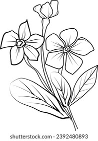 periwinkle flower pencil art, Black and white outline vector coloring page and book for adults and children flower Catharanthus, with leaves hand drawn engraved ink illustration artistic design