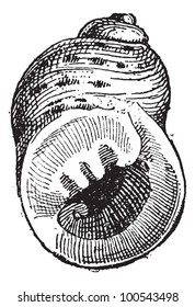 Periwinkle or Littorina sp., vintage engraved illustration. Dictionary of Words and Things - Larive and Fleury - 1895