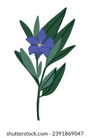 Clipart de la planta de Periwinkle. Flor menor de Vinca al estilo de las caricaturas. Ilustración vectorial botánica aislada en blanco.