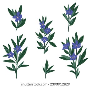 Periwinkle plants collection. Set of Vinca minor flowers in cartoon style. Botanical clip arts isolated on white. Vector illustration.
