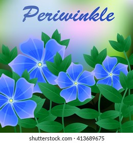 Periwinkle spring flower on blue background with place for text. Vector illustration