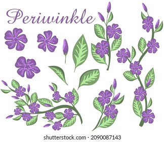 Periwinkle. Twigs, flowers, buds and leaves of vinca. Botanical decorations for greeting cards and invitations. Hand drawn vector illustration