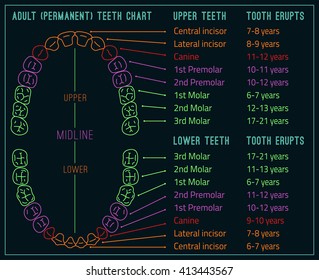 Permanent adult international tooth chart. Vector illustration. Editable image in neon colors on black background. Human teeth eruption infographic. Health dental care design. Poster, leaflet template