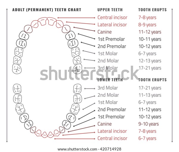 Permanent Adult International Tooth Chart Vector Stock Vector