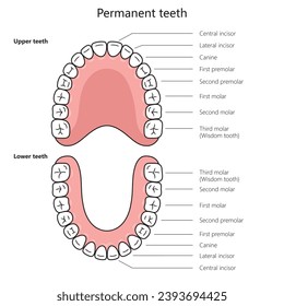 Permanent adult teeth structure diagram hand drawn schematic vector illustration. Medical science educational illustration