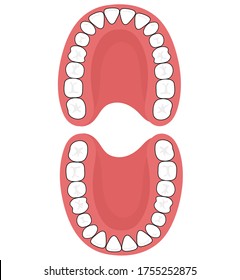 The permanent dentition is comprised of 32 teeth.