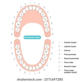 The permanent dentition and their names.