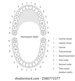 The permanent dentition and their names.