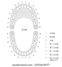 The permanent dentition and their names.[Translate]Central incisor,Lateral incisor
Canine,First premolar,First molar