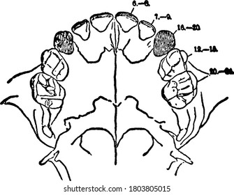 The permanent incisors, molars, and premolars are preceded by a set of deciduous or milk teeth, which are lost before maturity, and replaced by the permanent ones. The canines come next to the incisor