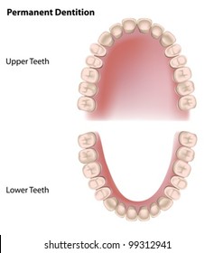 Permanent Teeth, Adult Dentition